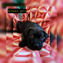 Full breed Cane Corso puppies