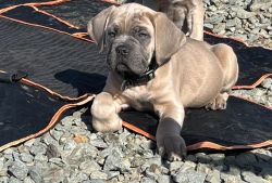Cane Corso puppy for sell