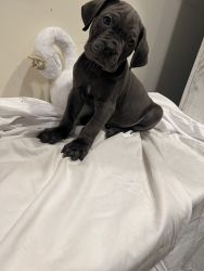 Cane Corso ICCF certified 7wk old puppies