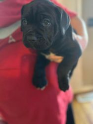 Cane corso akc and iccf registered