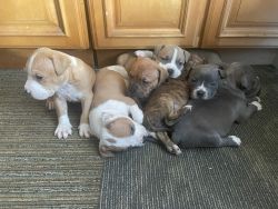 5 females and 2 males looking for good and loving homes