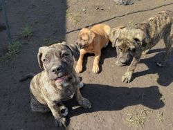Cane Corso / Mastiff puppies