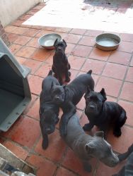 Female Cane Corso Puppies AKC ICCF