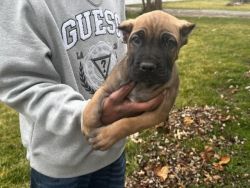 The dad from Romania Dna test on mom she 100% Cane Corso