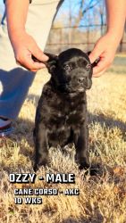 AKC registered Cane Corso puppies