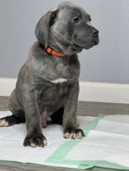 9 week old, full blooded Cane Corso puppies