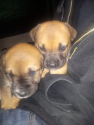 Cane Corso puppies full bread with papers