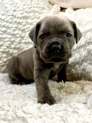 Cane Corso Puppies Ready For Their Forever Home In April