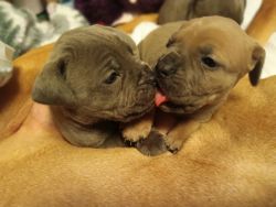 Cane corso puppies, ready for their fur-ever homes