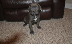 black and blue and brindle cane corso pups