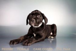 Female Cane Corso Puppy