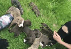 Akc registered Cane Corso puppies