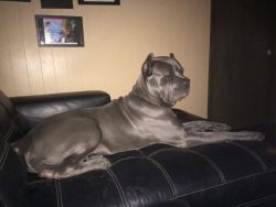 ICCF blue female Cane corso pup forsale