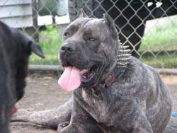 Champion bloodline cane corso pups..all paperwork included