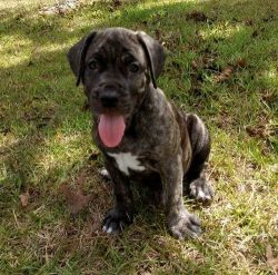 New Litter of Cane Corso Puppies Ready Now