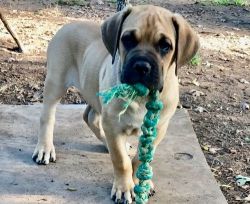 Well Socialized Cane Corso Puppies For Sale