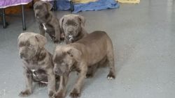 registered cane corso puppies
