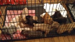 AKC Cane Corso Pups for sale!!