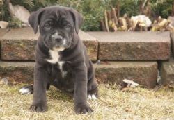 beautiful litter cane corso puppies ready to go.