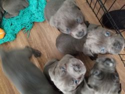 Lovely AKC Cane Corso puppies . Call or text us at +1(8xx) xx8-2xx3