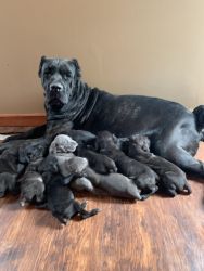 Champion Bloodline Cane Corso’s READY FOR NEW HOME
