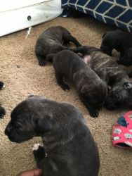 Puppies for sale they are almost ready to come off of mom