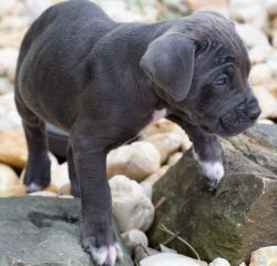 Blue Cane Corso Puppies for Sale