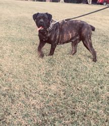 ICCF Registered Cane Corso Puppies for sale