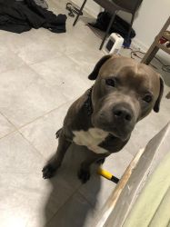 Cane Corso Mixed With A Pit