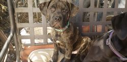 5 month old Cane Corso/American Pit Bull