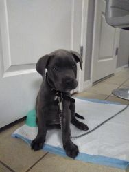 Italian Cane Corso 2 months old
