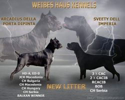 AKC and ICCF Cane Corso Italianos INT CH Parentage