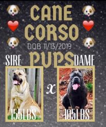 Beautiful Cane Corso pups