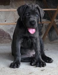 AKC Registered Cane Corso Puppies for sale.
