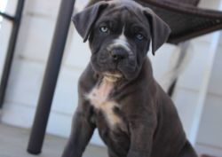 cane corso pups for rehoming