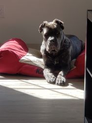 Cane Corso Puppy 11 Months
