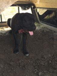 Cane Corso in need of home