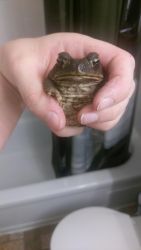 Cane toad less than a year ago