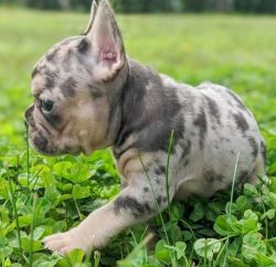 French Bulldog Puppy for sale :xxx...xxx.,,xxxx!!! Chat up for more
