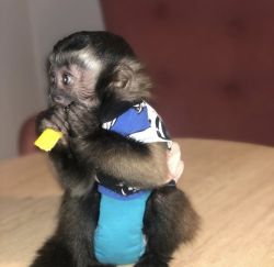 Capuchins Monkey