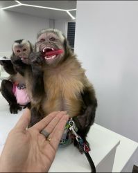Male and female Capuchin Monkeys for sale