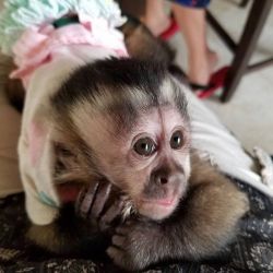Hand raised capuchin baby monkey raised in our home