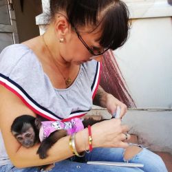 Healthy Capuchin Monkeys For Adoption
