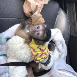 registered Capuchin monkeys available to good homes