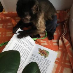 Capuchin Monkeys Available TEXT(xxx) xxx-xxx4