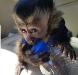 Lovely capuchin monkey wilie