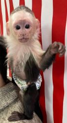 get a cute baby monkey asap