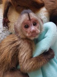 Adorable Capuchin,Marmoset,Squirrel Monkeys for sale