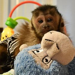 Adorable cute and playful Capuchin monkeys ready