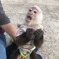 Baby monkey for rehoming
